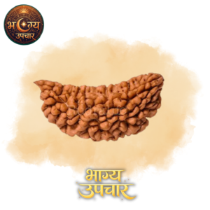 1 Mukhi Rudraksh