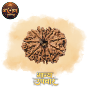11 Mukhi Rudraksh