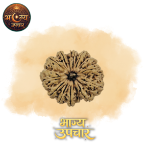 12 Mukhi Rudraksh