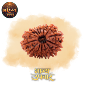 13 Mukhi Rudraksh