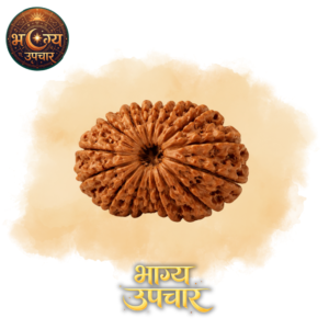 14 Mukhi Rudraksh