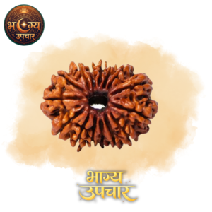 15 Mukhi Rudraksh