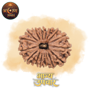 17 Mukhi Rudraksh