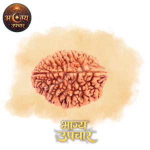 2 Mukhi Rudraksh