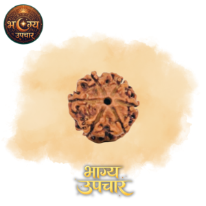 6 Mukhi Rudraksh