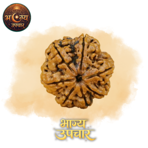 7 Mukhi Rudraksh