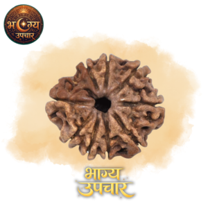 9 Mukhi Rudraksh